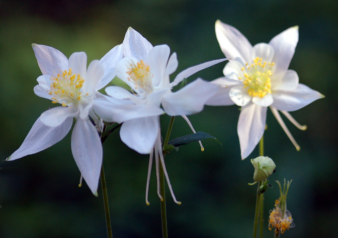 three abrest columbines